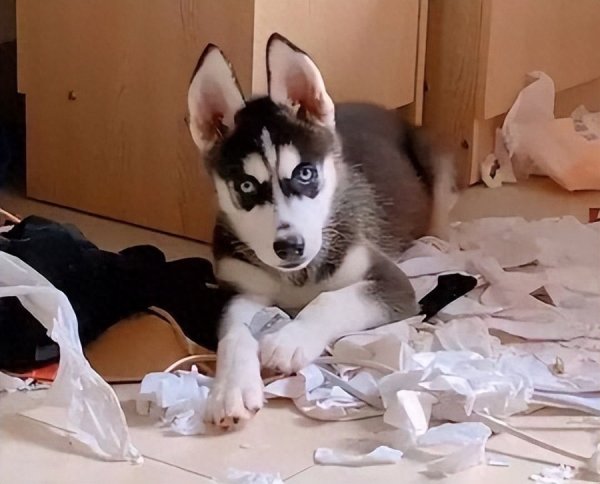 配查信 主人总训斥狗，狗会讨厌主人吗？